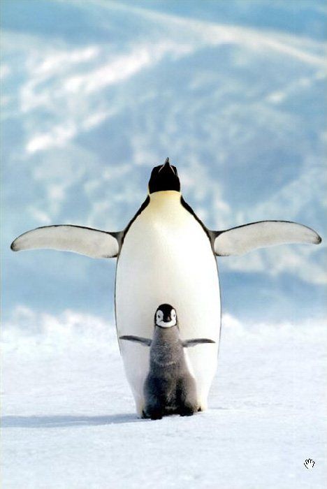 Sea life Penguin